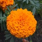 Tagetes erectaപുഷ്പം