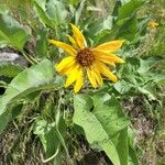 Wyethia sagittata Λουλούδι