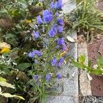 Echium vulgareFlors