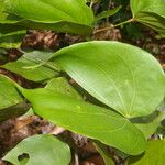 Schnella guianensis Leaf