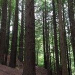Sequoia sempervirens Habitus
