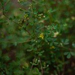 Crotalaria medicaginea Habitus