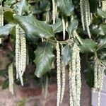 Garrya elliptica Çiçek