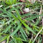 Dianthus sternbergii Leaf