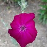 Lychnis coronaria Floro