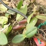 Bulbophyllum falcatum Folio