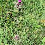 Cirsium palustre অভ্যাস