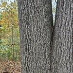 Quercus palustris 樹皮