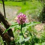 Floscopa glomerata Blomst