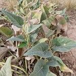 Cucurbita foetidissima Blad