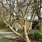 Parrotia subaequalis Hábito