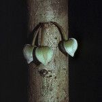 Annona foetida Corteza