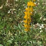 Lupinus luteus Blomst