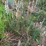 Teucrium creticum Habit