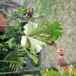 Hibiscus tiliaceus Blatt