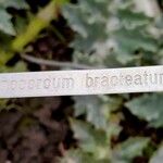 Onopordum bracteatum Άλλα