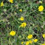 Calendula suffruticosa Likasa