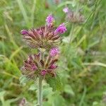 Clinopodium vulgareFlower