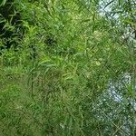 Salix caroliniana 葉