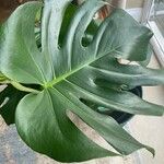 Monstera deliciosa Leaf