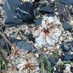 Armeria maritima Plod