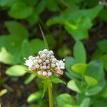 Valeriana sitchensis Cvet