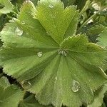 Alchemilla mollisFeuille