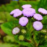 Ageratum houstonianum Flower