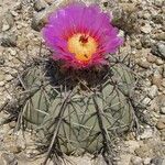 Echinocactus horizonthalonius Hábito