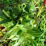 Verbascum blattaria Leaf