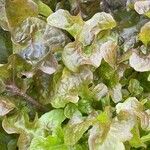 Lactuca sativa Folha