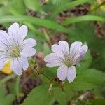 Geranium nodosum Цвят