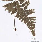 Cyathea cyatheoides Folla