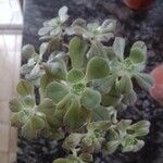 Aeonium leucoblepharum Liść