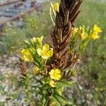 Oenothera biennis花