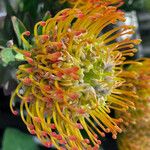 Leucospermum cordifolium Blüte