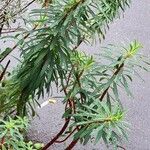 Euphorbia characias Vekstform