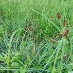 Cyperus ligularis 形态