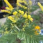 Acacia decurrens 花