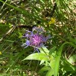 Centaurea lugdunensisFlower