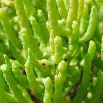 Salicornia rubra पत्ता