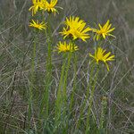 Senecio provincialis Habit