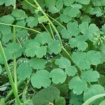 Thalictrum aquilegiifolium Leaf