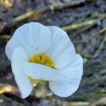 Ranunculus peltatus ᱵᱟᱦᱟ