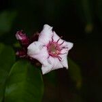 Strophanthus gratus Flower