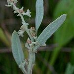 Atriplex pedunculata Beste bat