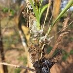 Polystachya epiphytica Blatt