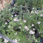 Pelargonium citronellum 花