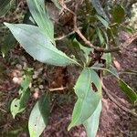 Hedyosmum bonplandianum Blatt