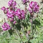 Pedicularis cenisia Flower